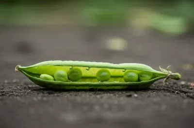 Illustration shale - Image 1