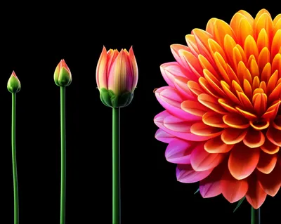 Illustration bulk - Image 1