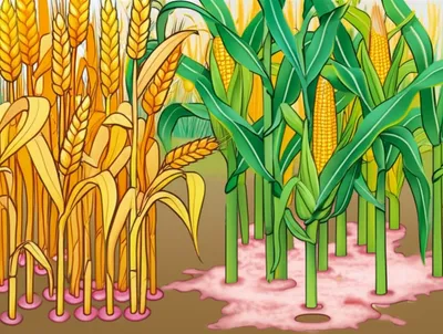 Illustration fusarium