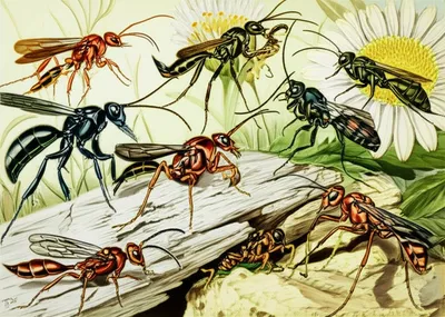 Illustration wasps - Image 1