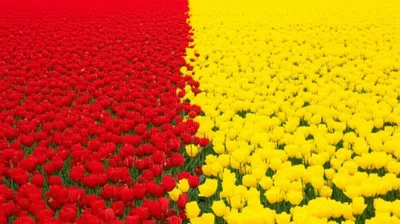 Illustration particulate - Image 1