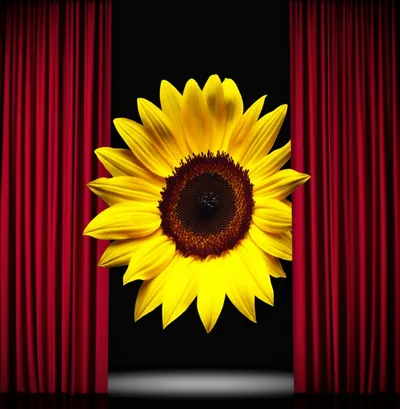 Illustration appears - Image 1