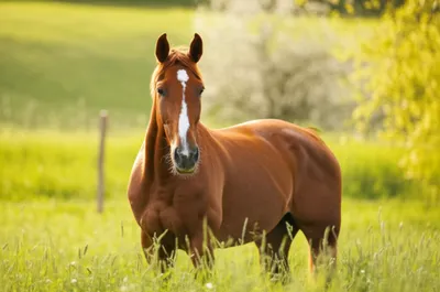 Illustration blazing - Image 1