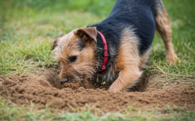 Illustration terriers - Image 1