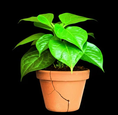 Illustration constricted - Image 1