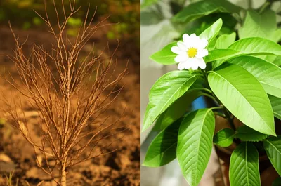 Illustration renewing - Image 1