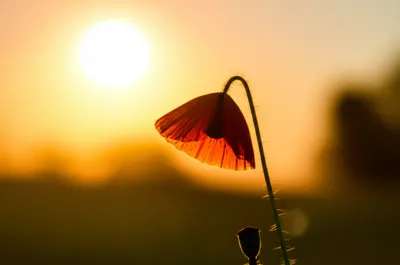 Illustration done - Image 1