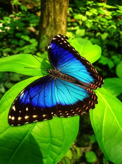 Illustration crows - Image 1