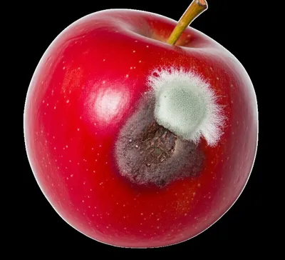 Illustration spoiling - Image 1