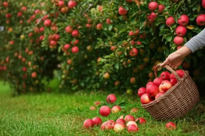 Illustration yields - Image 1