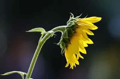 Illustration flaccid - Image 1