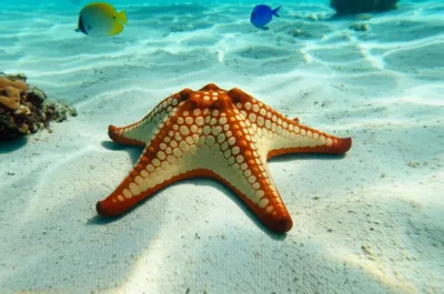 Illustration rays - Image 1