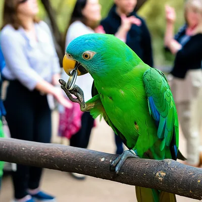 Illustration beak - Image 1