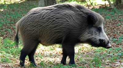 Illustration boar - Image 1