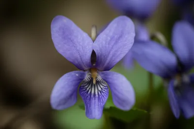 Illustration violet - Image 1