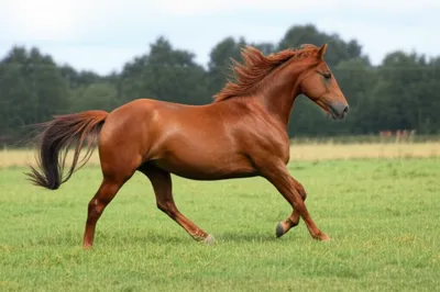 Illustration trot - Image 1