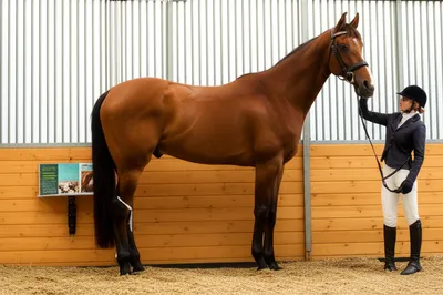 Illustration thoroughbred - Image 1