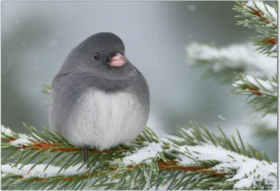 Illustration snowbirds