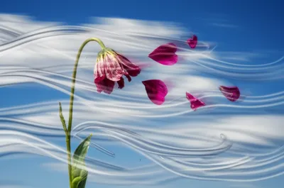 Illustration freshens - Image 1