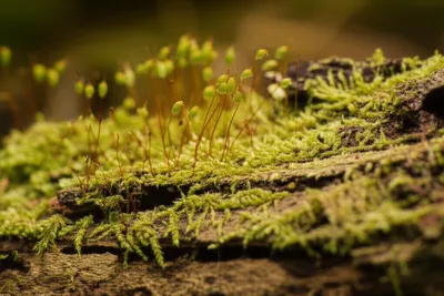 Illustration veil - Image 1