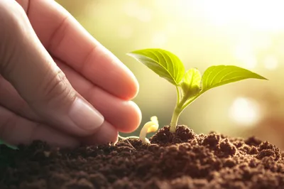 Hình ảnh minh họa mothered - Ảnh 1