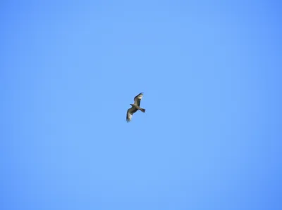 Illustration unhindered