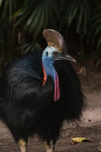 Illustration cassowary - Image 2