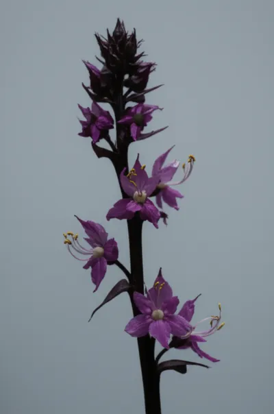 Illustration apetalous