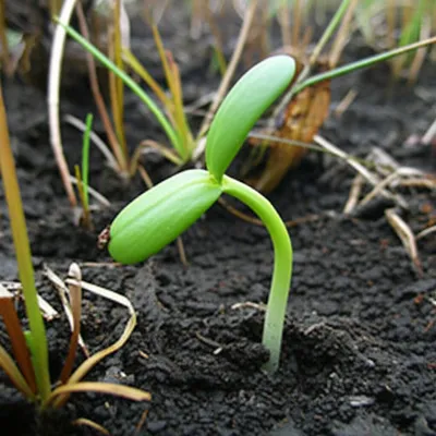 Illustration greenhorn