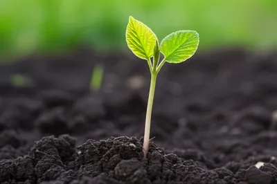 Illustration juvenile - Image 1