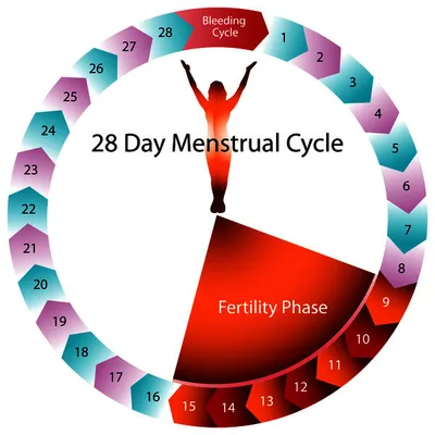 Illustration menstrual - Image 2