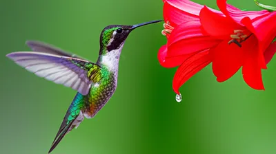 Illustration promptitude