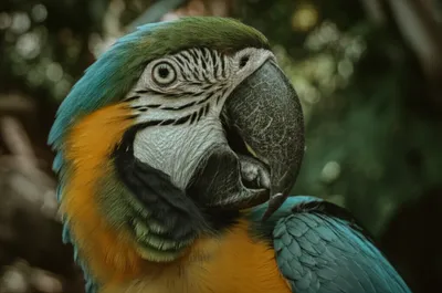 Illustration ara - Image 1