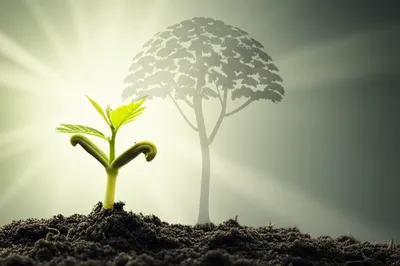 Illustration developed - Image 1