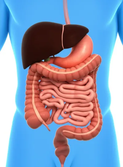 Illustration guts - Image 1