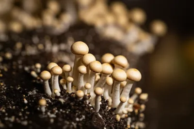 Illustration pinhead - Image 1