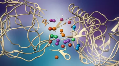 Illustration pepsin - Image 1