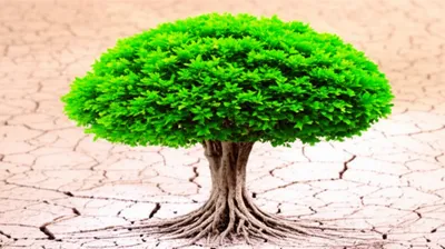 Illustration withering - Image 1