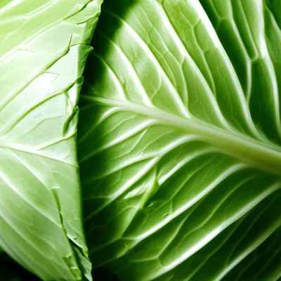 Illustration coles - Image 1