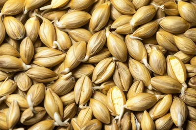 Illustration malt - Image 1