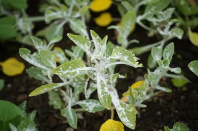 Illustration candidiasis