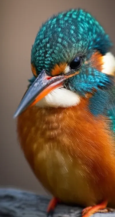 Illustration beard - Image 1