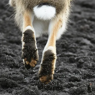 Illustration carries - Image 1