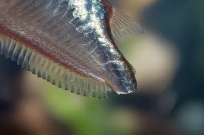 Illustration flakes - Image 1