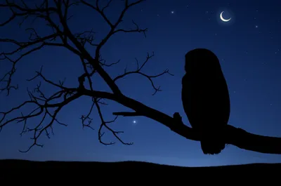 Illustration nighttime - Image 1