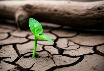 Illustration survives - Image 1