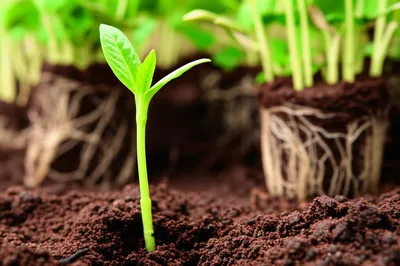 Illustration inexperienced