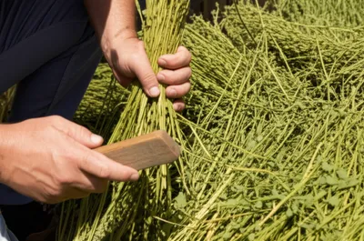 Illustration scutched - Image 1