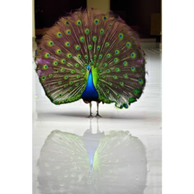 Illustration jetted - Image 1