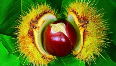 Illustration chestnut - Image 1